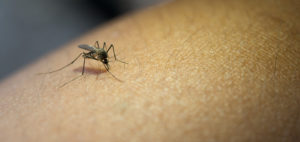 can you get aids from a mosquito